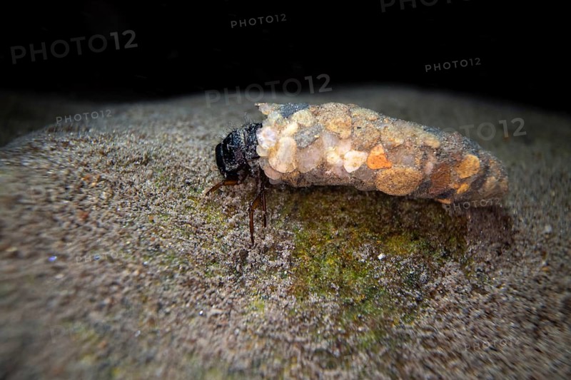 Caddisfly