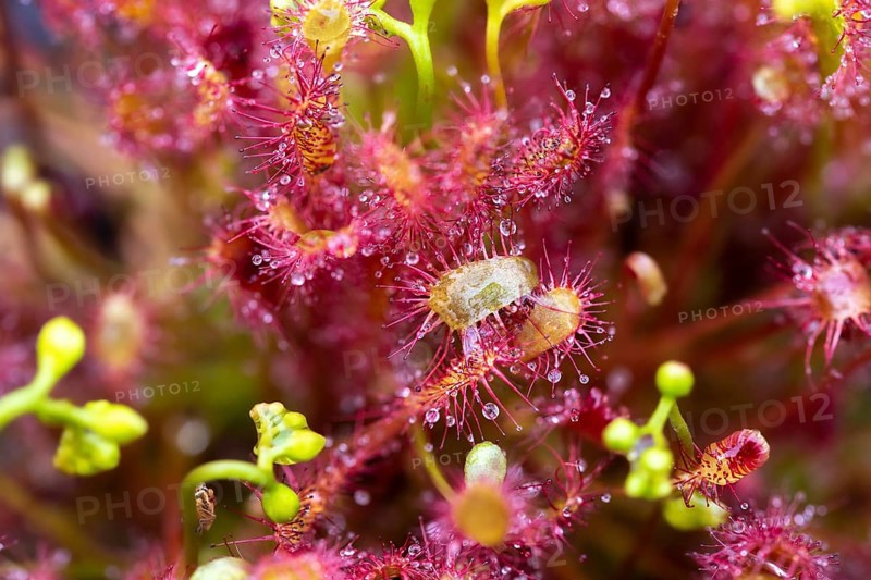 English sundew