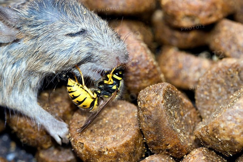 A Wasps
