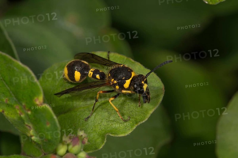 Pill wasp