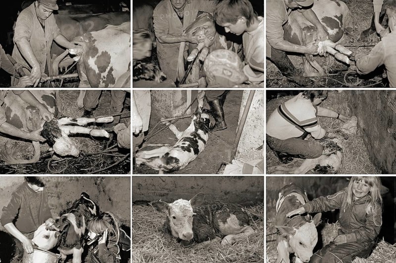 Birth of a calf in a cowshed