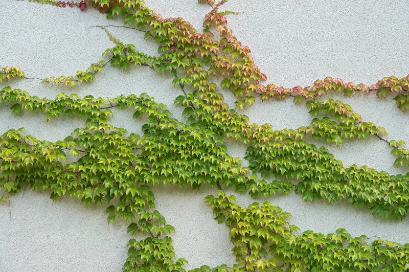 Boston ivy