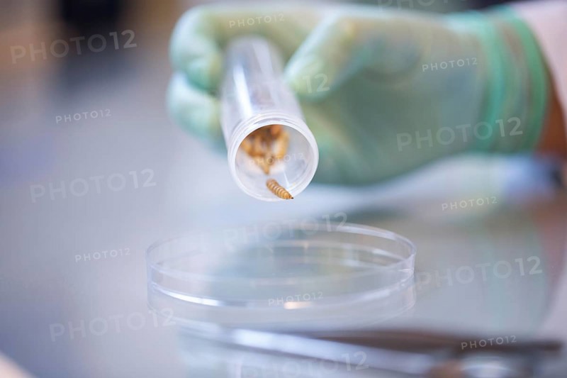 Larvae with Petri dish and tube in a laboratory with hand and laboratory glove