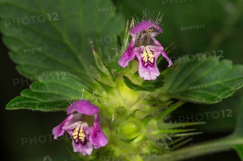 Common hemp nettle