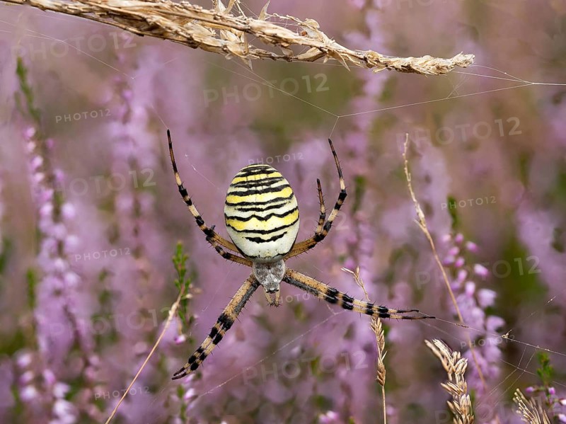 Wasp spider