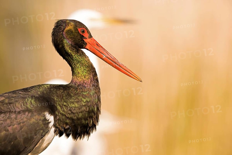 Black stork