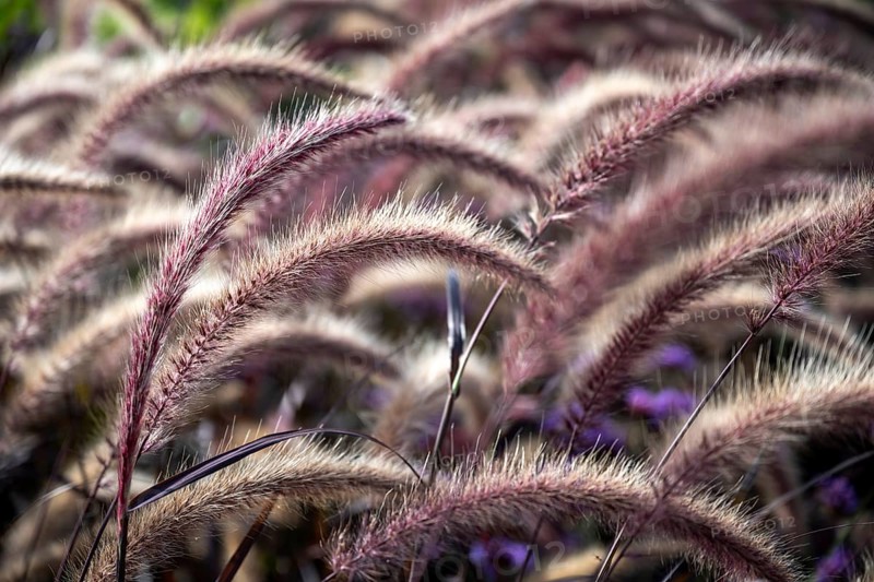 African lampbush grass