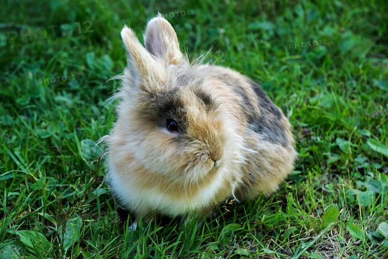 Pygmy rabbit