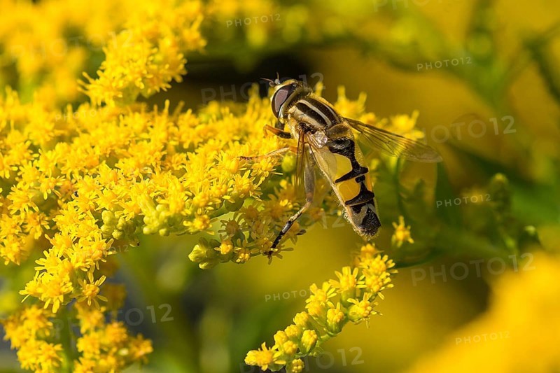 Hoverfly