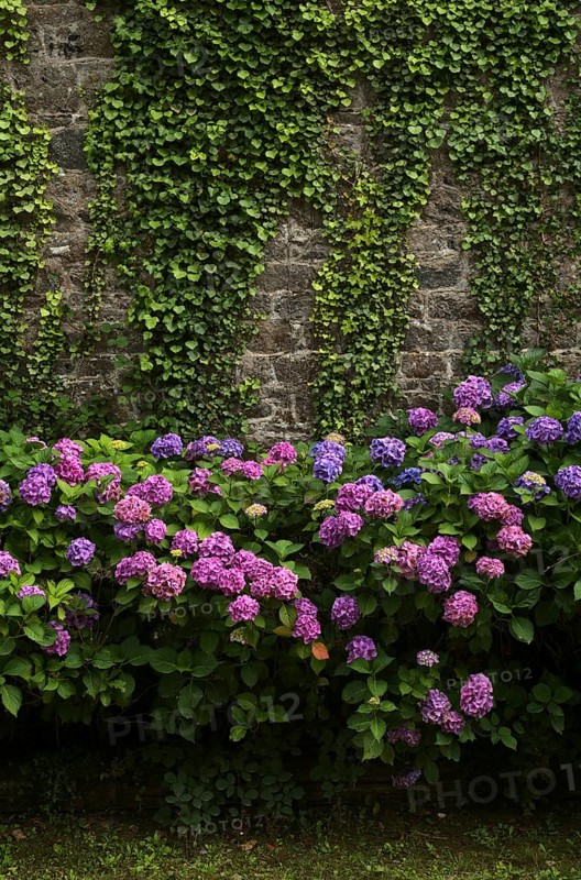 Hortensias