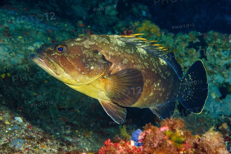 Dusky Grouper