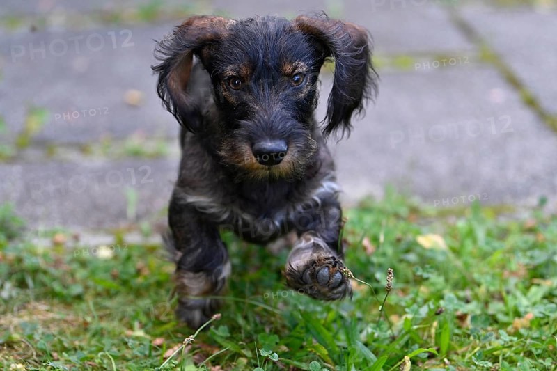 Wire-haired dachshund