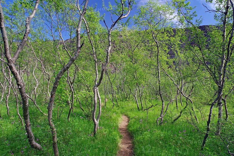 Narrow hiking trail leads through a small birch grove
