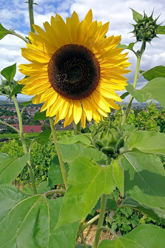 Sunflower