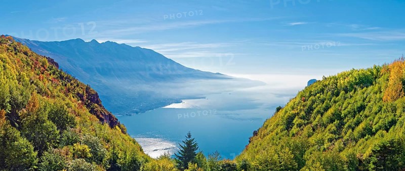 Mountain forest