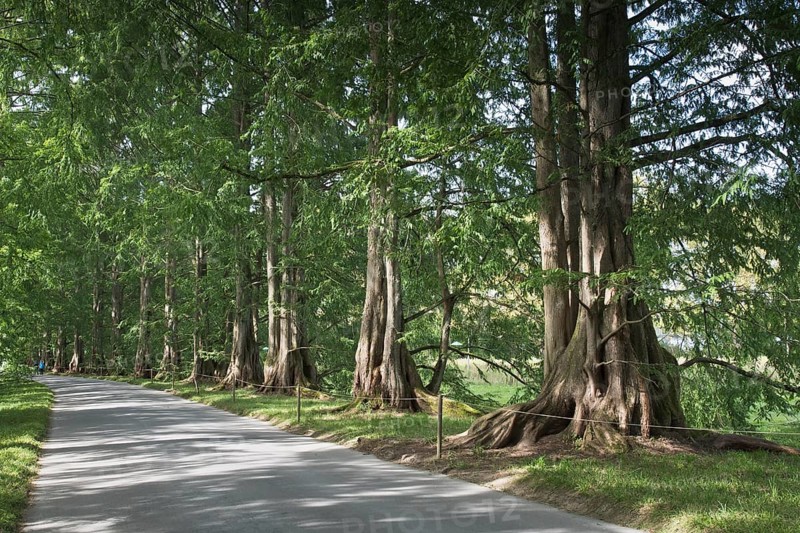 Coast redwoods
