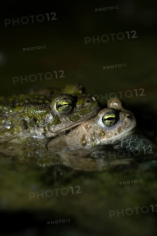 European green toad