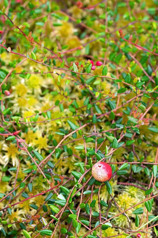 Small cranberry