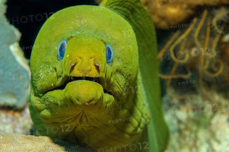 Green moray
