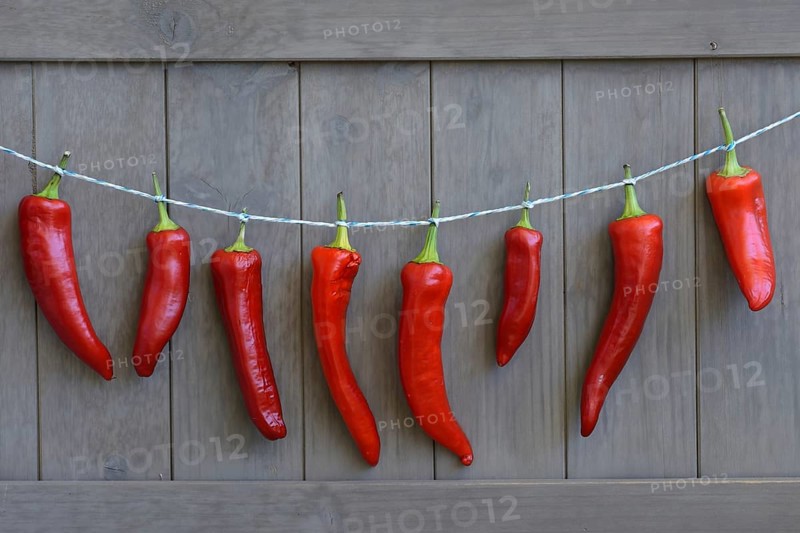 Red peppers hung to dry on string