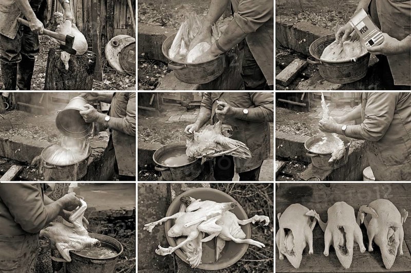 Home slaughter of ducks