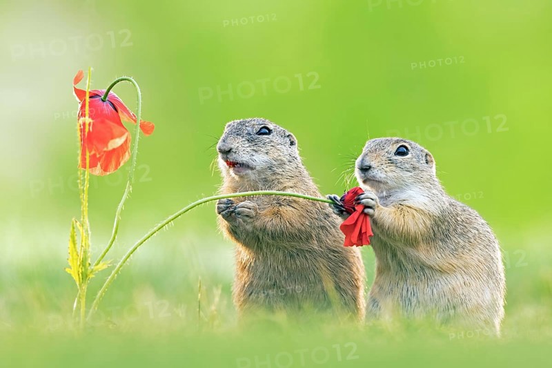 European ground squirrel
