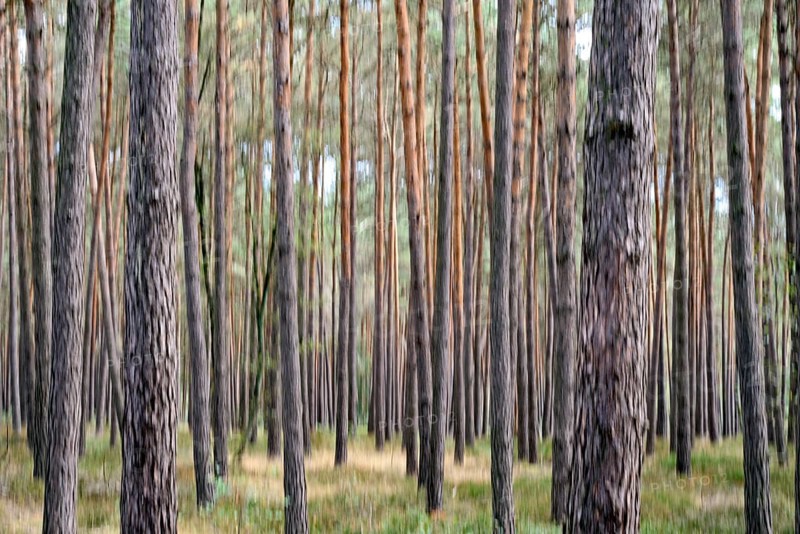 Pine