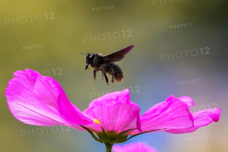 Violet carpenter bee