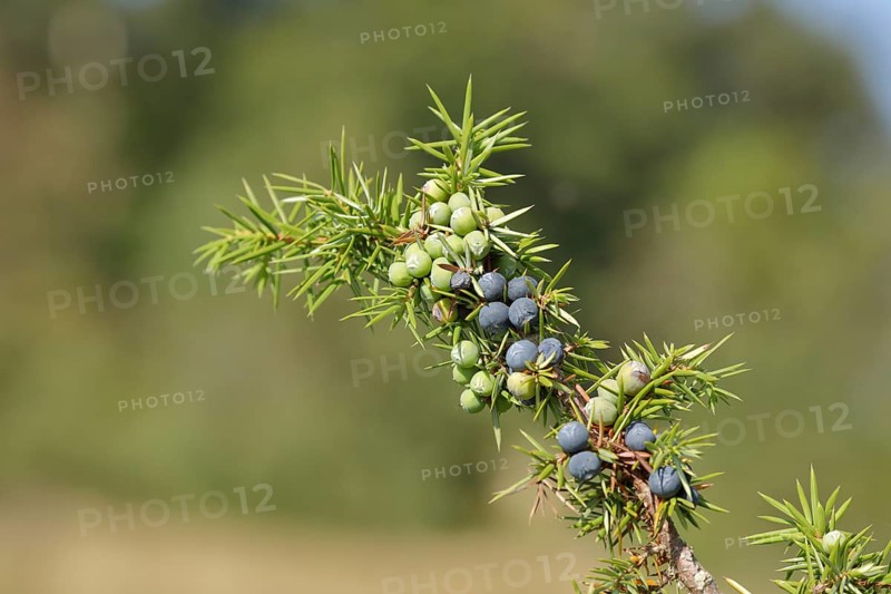 Common juniper