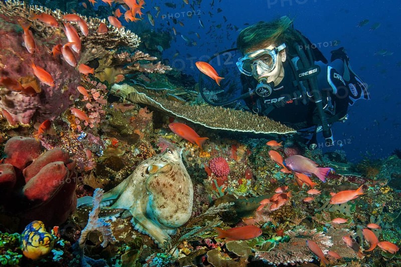 Diver looking at common octopus