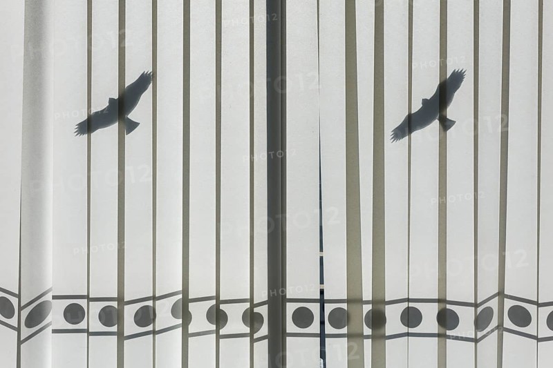 Office window with bird sticker against bird strike