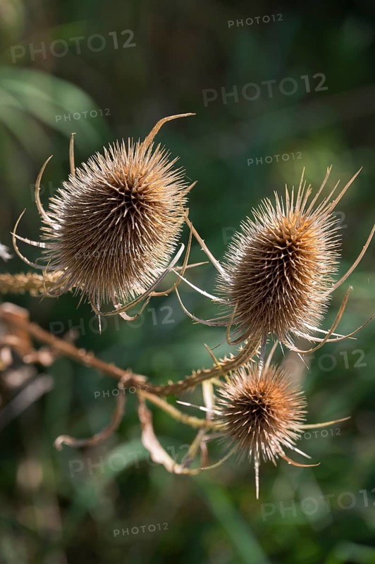 Weber's cardoon