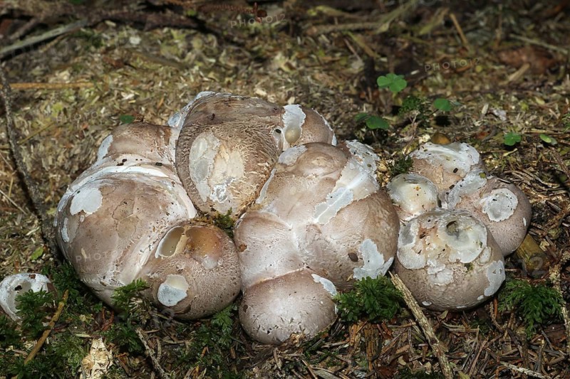 Octopus Stinkhorns