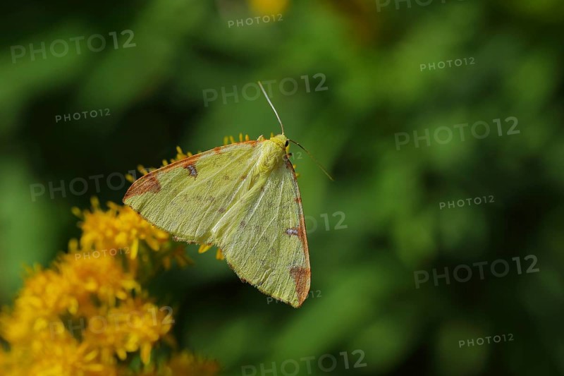 Yellow moth or Brimstone moth
