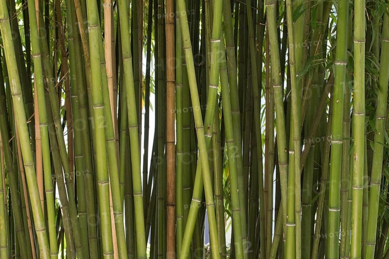 Bamboo