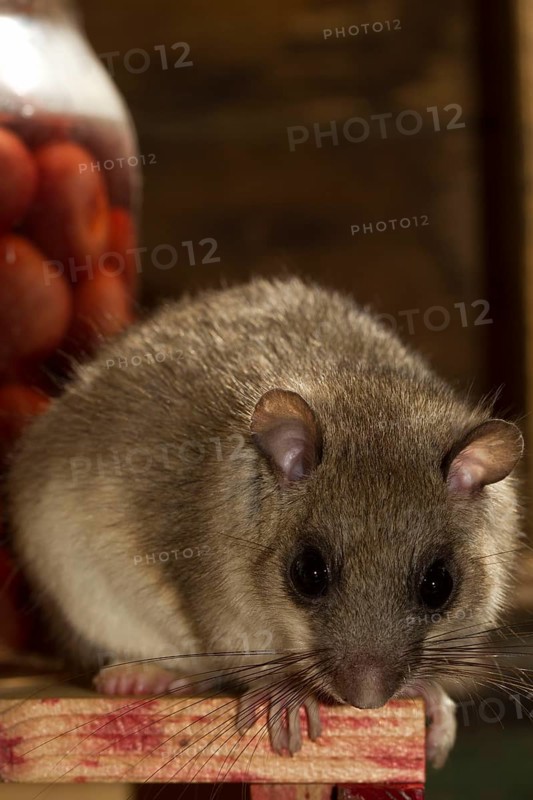Fat dormouse