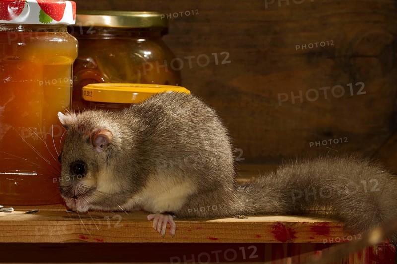 Fat dormouse