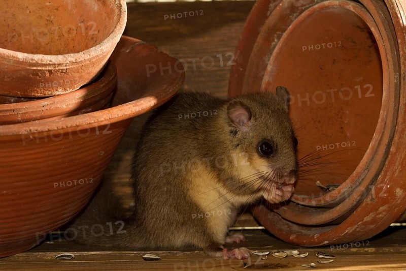 Edible dormouse