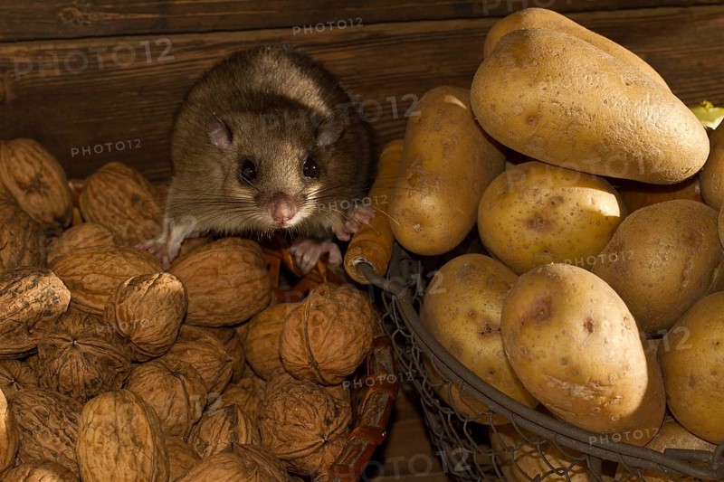 Edible dormouse