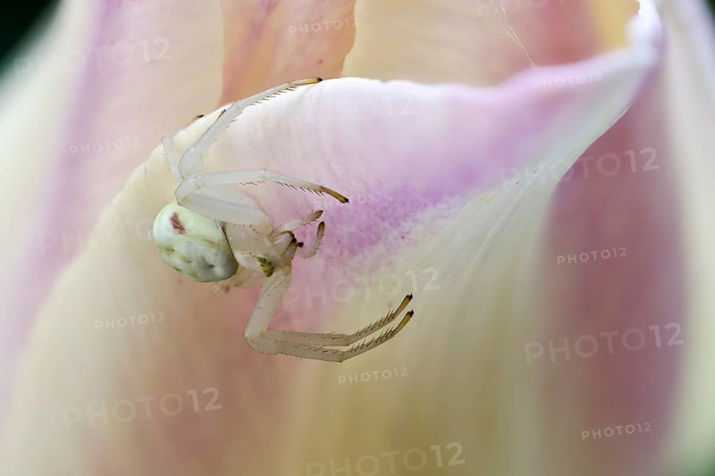 Goldenrod crab spider