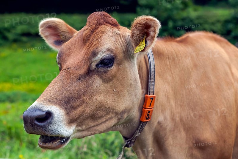 Cow
