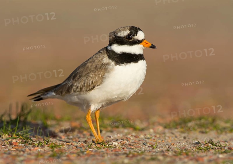 Ringed Plover