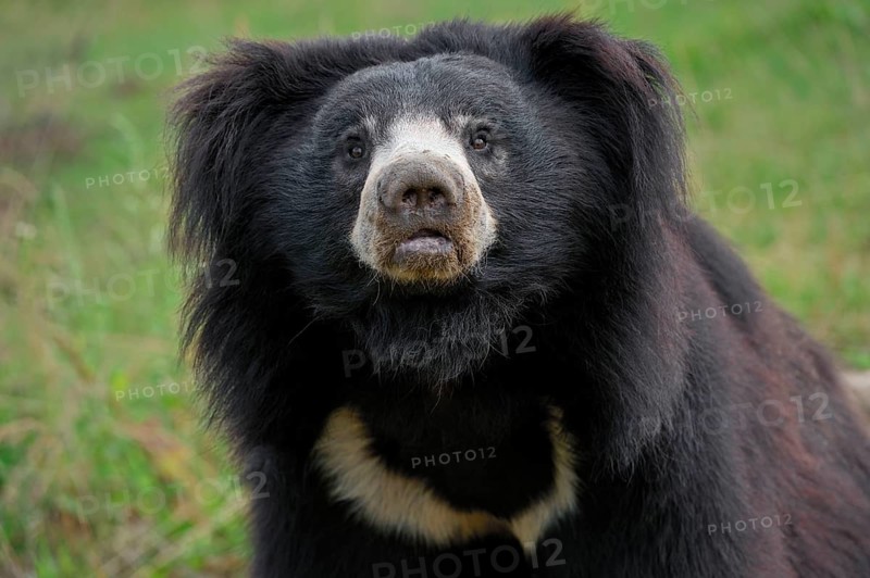 Sloth bear