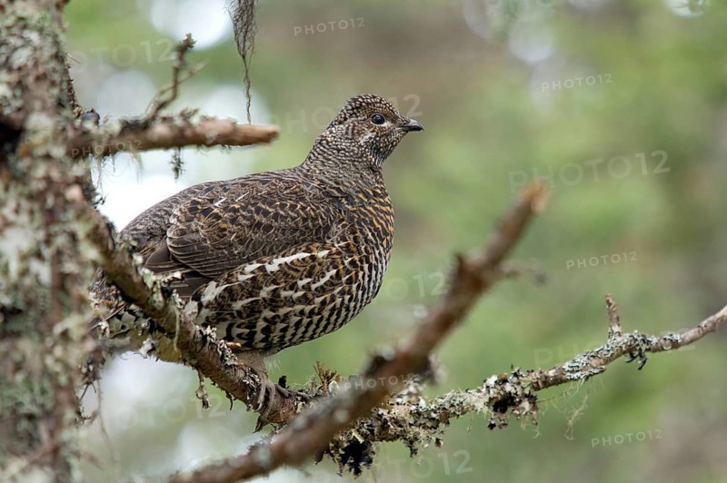 Spruce Grouse