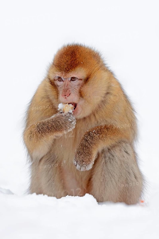 Barbary macaque