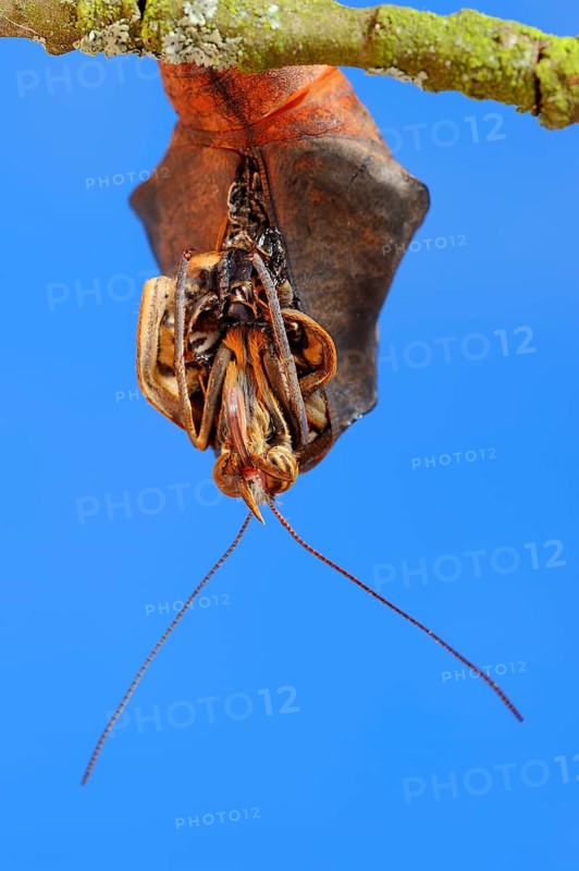 Owl butterfly