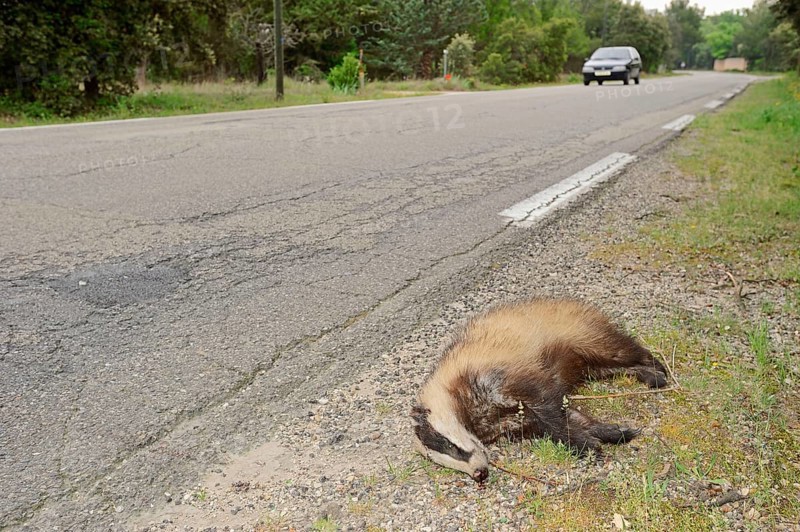 Dead badger
