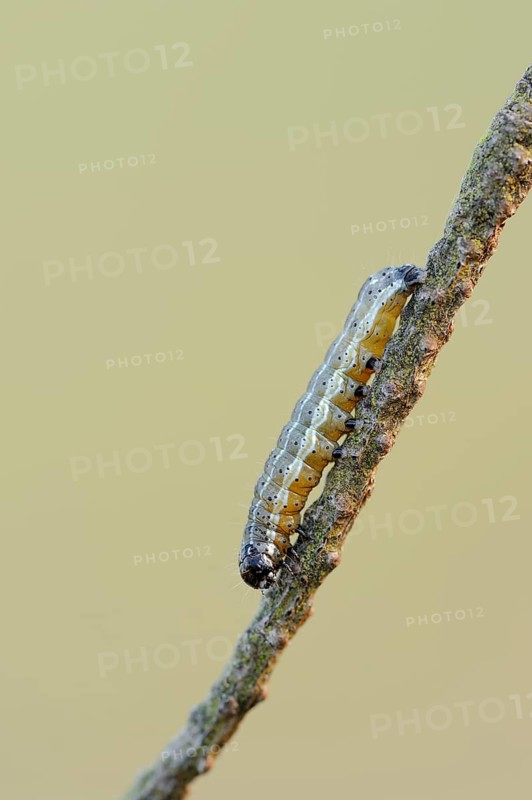 Orthosia cruda