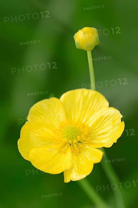 Greater spearwort