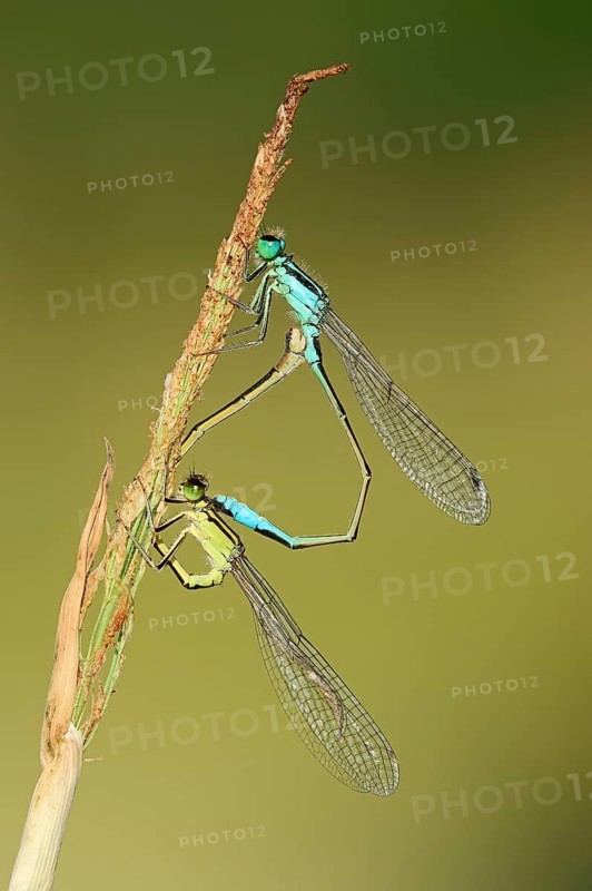 Blue-tailed damselfly